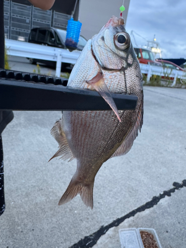 ウミタナゴの釣果