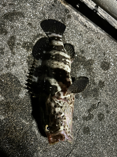 ヤイトハタの釣果