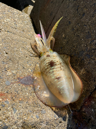 アオリイカの釣果