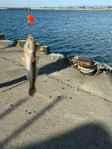 ハゼの釣果