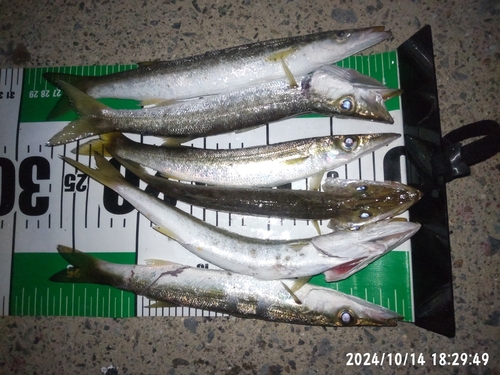 カマスの釣果