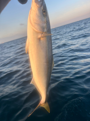 オオモンハタの釣果