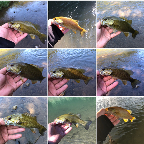 スモールマウスバスの釣果