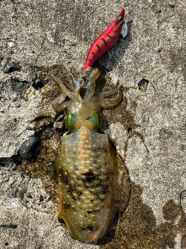 アオリイカの釣果