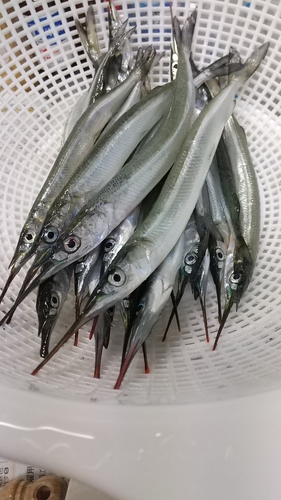 サヨリの釣果