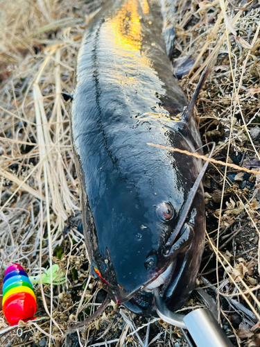 ナマズの釣果