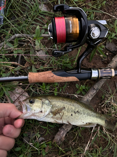 ラージマウスバスの釣果