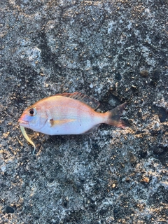 コダイの釣果