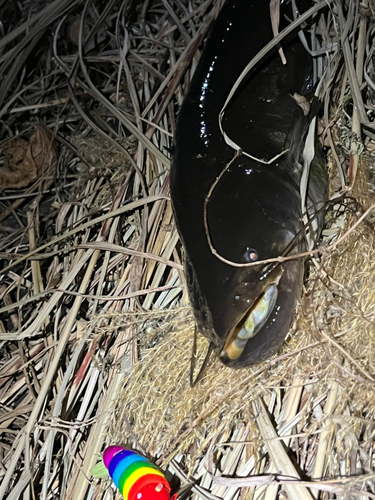 ナマズの釣果