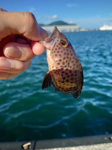 オオモンハタの釣果