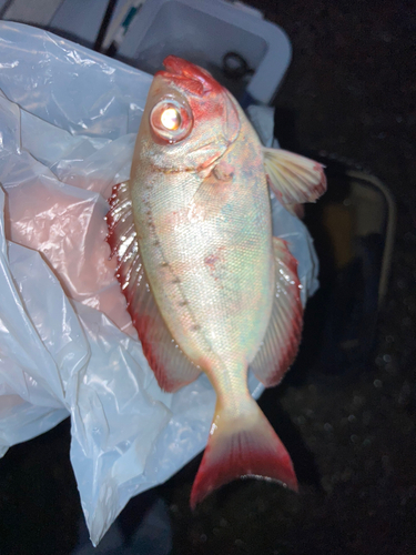 ホウセキキントキの釣果