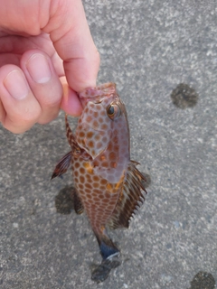 オオモンハタの釣果