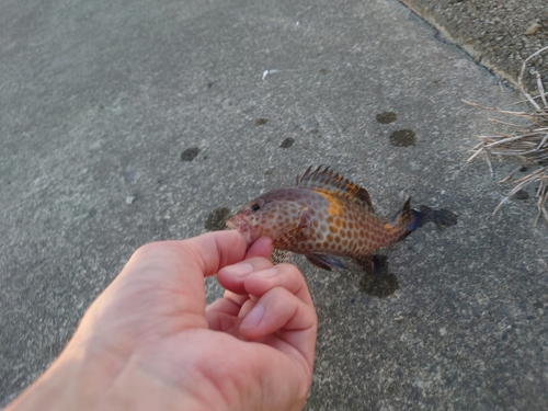 オオモンハタの釣果