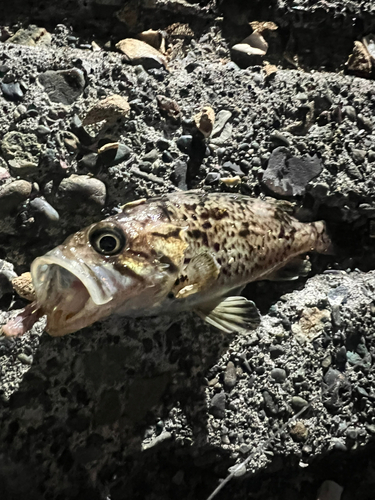 クロソイの釣果