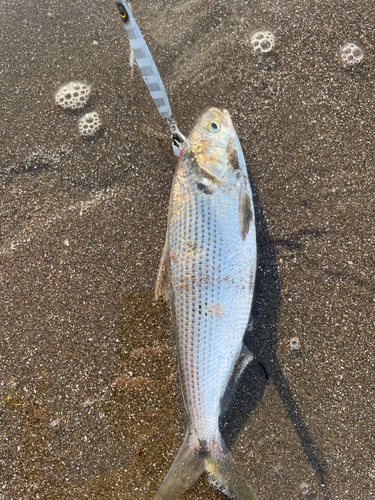 コノシロの釣果