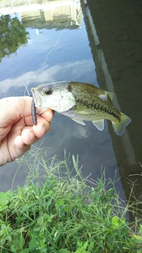 ラージマウスバスの釣果