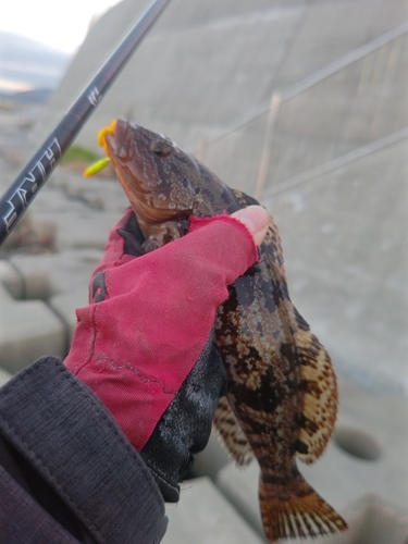 アイナメの釣果