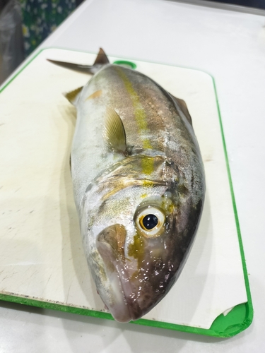 ショゴの釣果