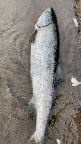 サケの釣果