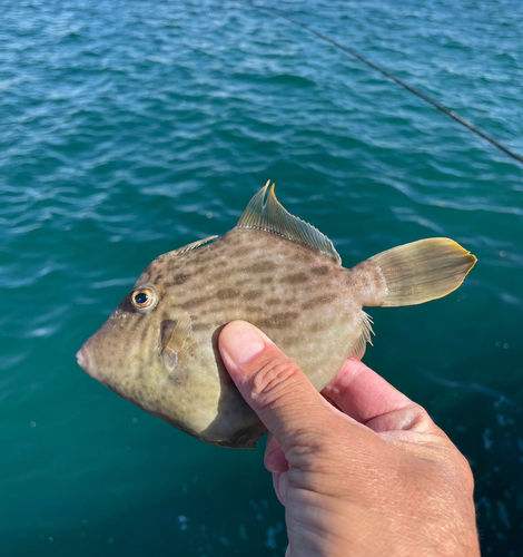 カワハギの釣果