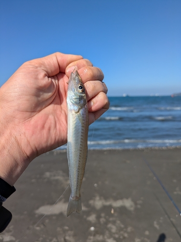 キスの釣果