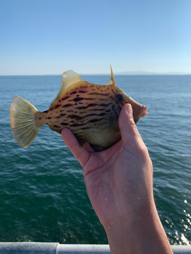 カワハギの釣果