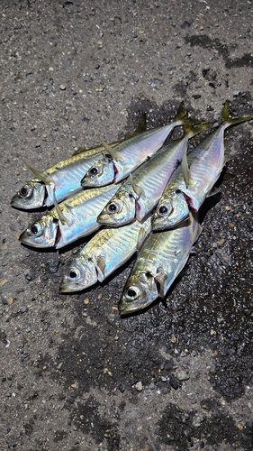 アジの釣果