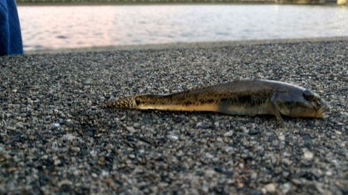 ハゼの釣果