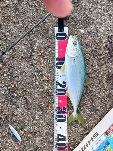 ツバイソの釣果