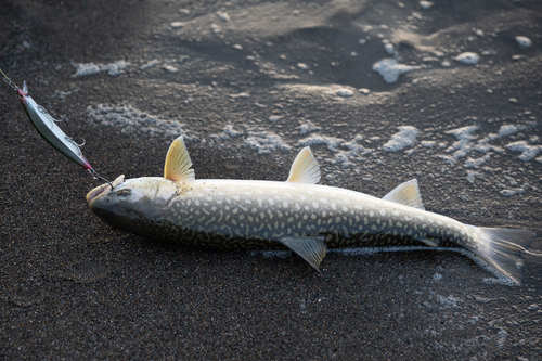 アメマスの釣果