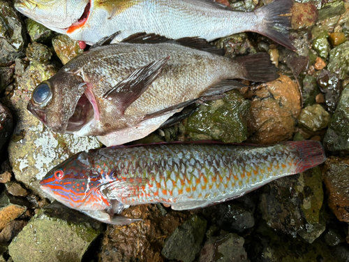 ベラの釣果