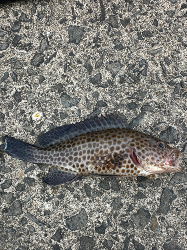 オオモンハタの釣果