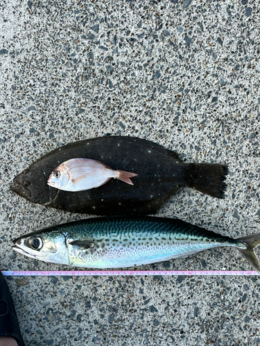 ゴマサバの釣果