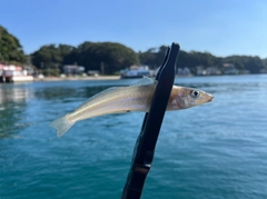 シロギスの釣果