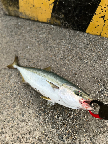 ハマチの釣果