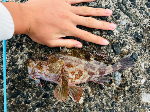 カサゴの釣果