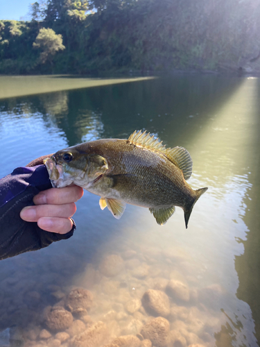 魚野川