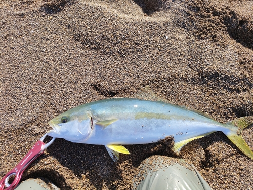 ヒラマサの釣果