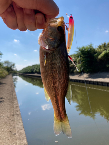 ラージマウスバスの釣果