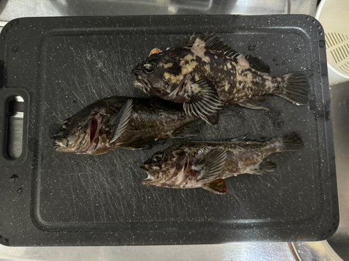 メバルの釣果