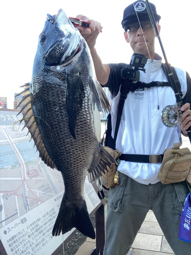 チヌの釣果