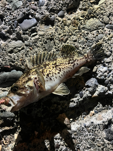 クロソイの釣果