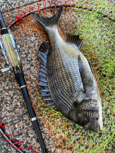 チヌの釣果