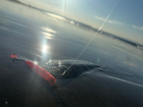 シタビラメの釣果