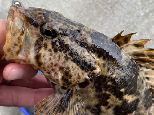 タケノコメバルの釣果