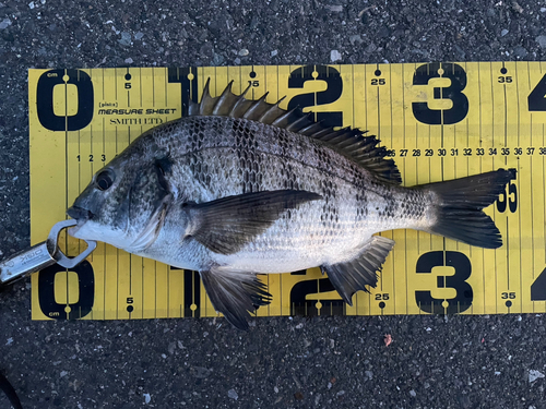 クロダイの釣果