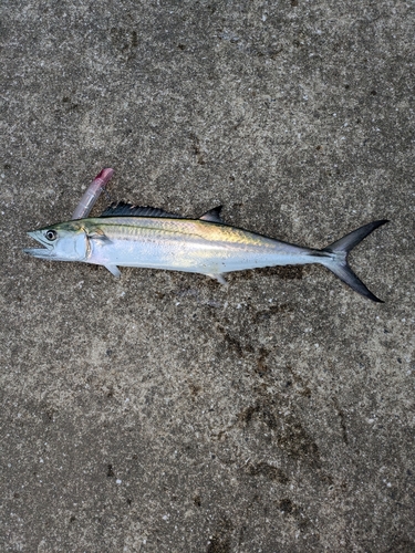 サゴシの釣果