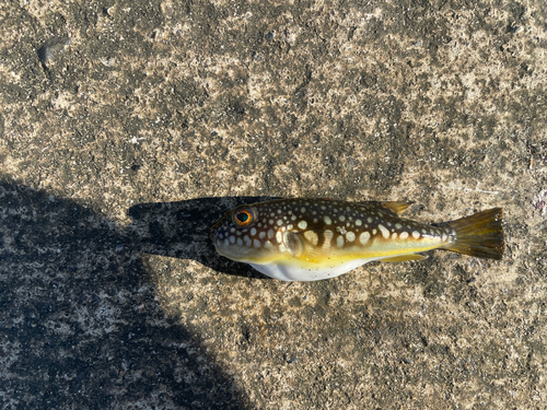 コモンフグの釣果