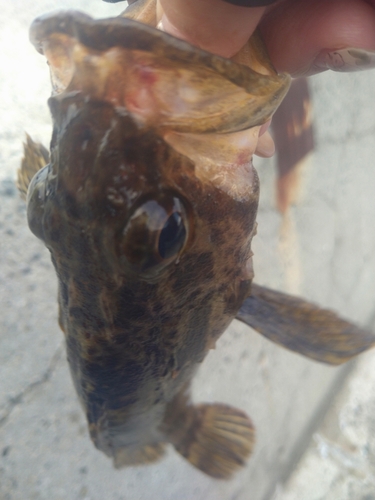 タケノコメバルの釣果