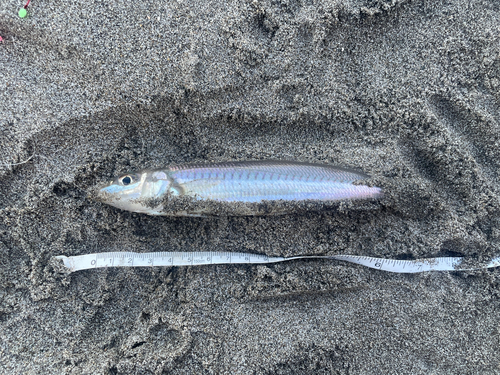 シロギスの釣果